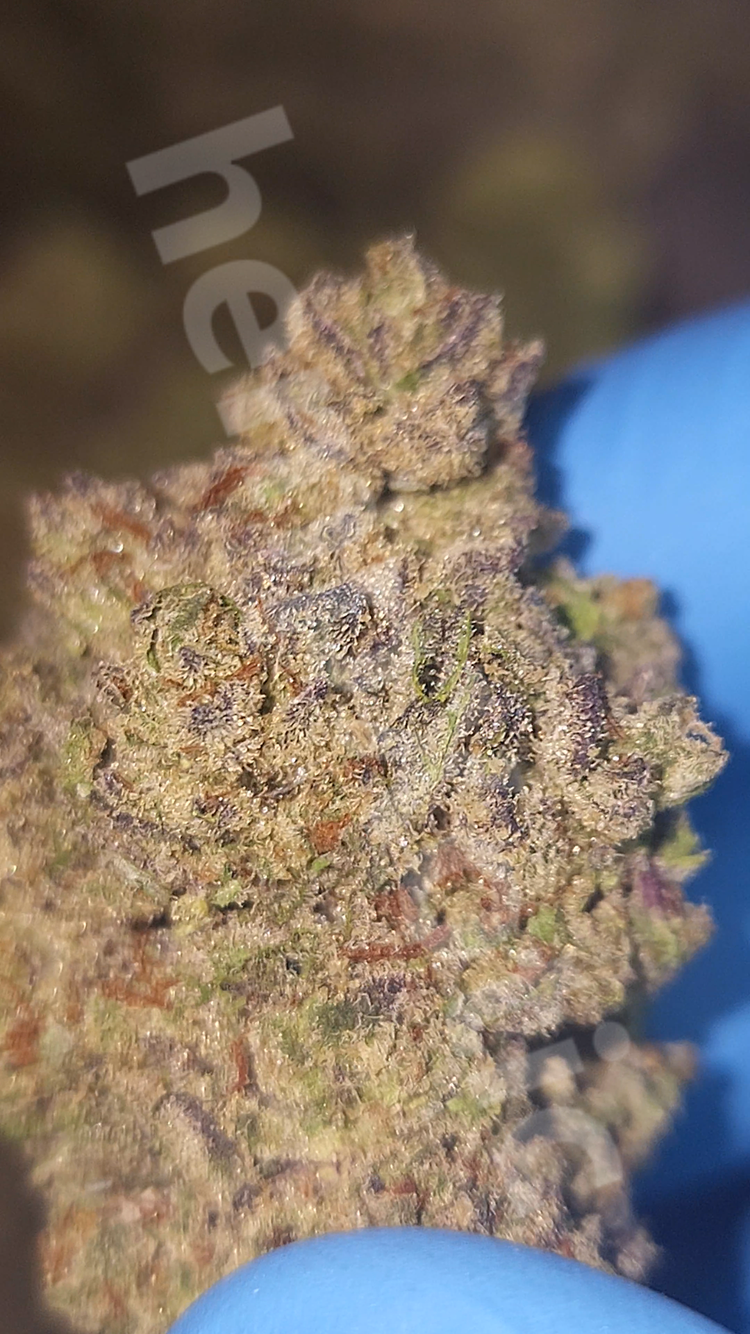 Cookies & Cream - 3.5G